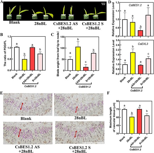 Morphological characterization, physiological characterization, and related gene expression levels of CsBES1.2-silencing tea plant. (A) Representative pictures of CsBES1.2-silencing tea plant. Blank, blank control. 28nBL, control group. CsBES1.2 AS, experimental group for silencing CsBES1.2 expression. CsBES1.2 S, negative control. Scale bar represents 1 cm. (B) The ratio of PDD/FL of CsBES1.2-silencing tea plant. (C) Blade angle of CsBES1.2-silencing tea plant. (D) Relative expression level of CsBES1.2 in CsBES1.2-silencing tea plant. (E) Lignin staining on cross-sections of the middle part in leaf blades midrib of CsBES1.2-silencing tea plant with phloroglucinol-HCl. The white line indicates a scale bar that represents 100 μm. (F) Maximum length of vascular tissue in CsBES1.2-silencing tea plant. For (B) and (C), values are means ± SD of six biological replicates. For (D) and (F), values are means ± SD of four biological replicates. Statistical analysis was performed with ANOVA. Bars with different letters indicate significant difference (P < 0.05).