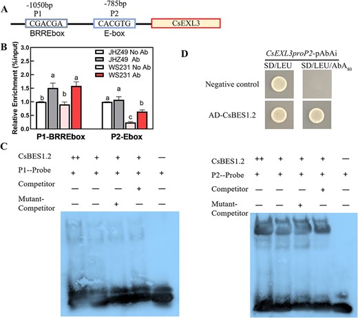 CsBES1.2 transcriptional regulated the expression of CsEXL3. (A) Schematic diagram of CsEXL3 and its promoters, indicating the amplicons used for ChIP-qPCR. Positions of BRRE-box (BR response element, P1) and E-box (P2) are indicated. (B) ChIP-qPCR assays showing that CsBES1.2 was associated with the locus of CsEXL3. Chromatin of tea plants expressing CsBES1.2 was immunoprecipitated with anti-CsBES1.2 polyclonal antibodies, and the result of CsGAPDH served as a control. The relative enrichment for ChIP signal was displayed as the percentage of total input DNA. Values are means ± SD of three biological replicates. Statistical analysis was performed with ANOVA. Bars with different letters indicate significant difference (P < 0.05). (C) DNA electrophoretic mobility shift assay (EMSA) showing that the binding of CsBES1.2-MBP to the BRRE-box (P1) and E-box (P2) of CsEXL3 promoter in vitro. Biotin-labeled probes were incubated with CsBES1.2-MBP and the free and bound DNAs were separated on an acrylamide gel. (D) Yeast one-hybrid analysis showing that CsBES1.2 binds to the promoter of CsEXL3. 80 ng/mL Aureobasidin A (AbA), a yeast cell growth inhibitor, was used as a screening marker. The empty vector and the CsEXL3 promoter containing E-box (P2) were used as negative controls.