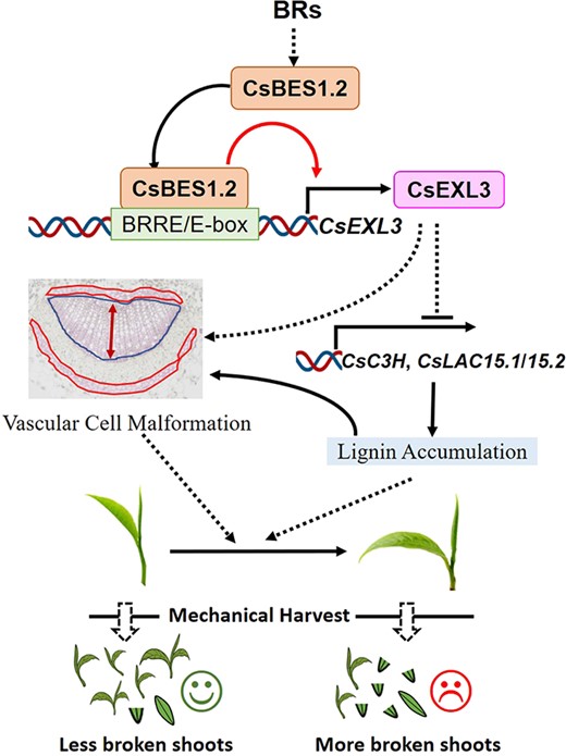 Schematic representation of relationship between transcriptional regulation of CsBES1.2 on CsEXL3 and leaf droopiness. The effects of CsEXL3 on the vascular cell malformation, the expression levels of lignin biosynthesis genes and lignin content are also shown.