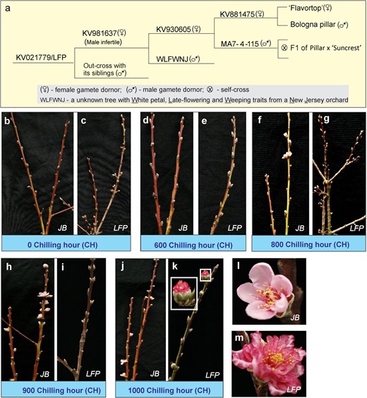 The pedigree of the late-flower peach (LFP) and its chilling requirement. (a) The LFP peach was derived from a series of indicated crosses. (b-m) Shoots with full dormant buds from “John Boy” (JB) (b, d, f, h, j, l) and LFP (c, e, g, i, k, m) trees were collected and subjected to chilling treatment at 4°C for up to 1000 hours (CH) to fulfill chilling requirement, followed by warm growth condition (~18-22°C) to induce bloom. An enlarged image of a LFP flower is presented in a separate inset (k).