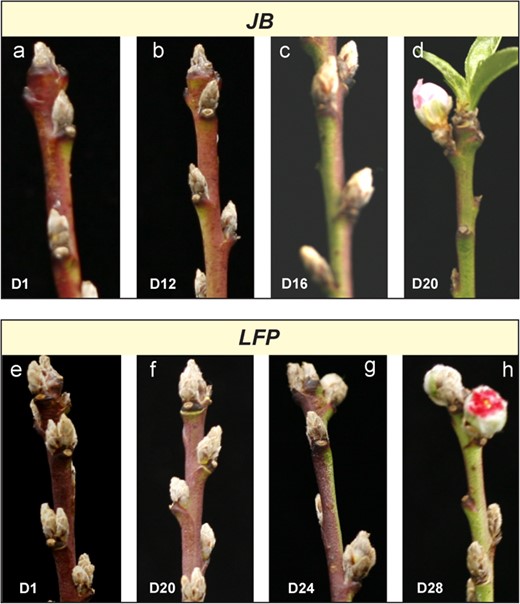 Flowering of the LFP buds required longer warm exposure. (a-h) The floral buds of JB (a-d) and LFP (c-h) peach were excised and fully chilled, before transferring to warm temperatures (~18-22°C). Floral bud break was evaluated at Day 1 (D1), Day 12 (D12), Day 16 (D16), Day 20 (D20), Day 24 (D24) and Day 28 (D28) for the JB (a-d) and LFP (e-h), respectively.