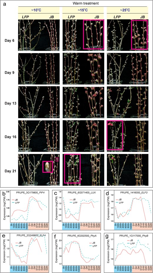 The slow response of LFP floral buds to various warm temperature regimes and the expression profiles of peach thermal-responsive flower regulator genes. (a) The fully chilled floral buds of JB (800 CH) and LFP (1,000 CH) were transferred to a growth chamber with temperatures set at 10°C, 15°C, and 20°C for 6, 9, 13, 16 and 21 days (Day 6, 9, 13, 16 and 21), respectively. (b-g) Expression profiles of genes PRUPE_3G179800/PIF4 (b), PRUPE_6G071400/LUX (c), PRUPE_1G416000/ELF3 (d), PRUPE_2G249800/ELF4 (e), PRUPE_6G302500/PhyA (f) and PRUPE_1G117000/PhyB (g).
