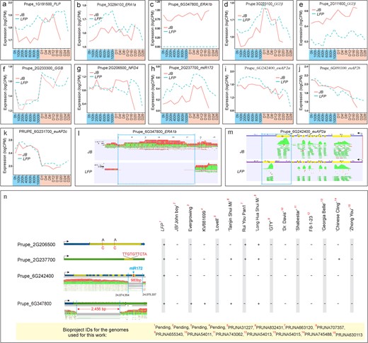 Association between the mutation of gene PRUPE_2G242400/euAP2a, which as a 983-bp deletion and the mutant flower phenotype in the LFP. (a-k) Expression profiles of the indicated genes in floral buds during chilling (blue) and warm (light orange) treatments. (l-m) The alteration of RNA-seq read mapping pattern in PRUPE_6G347800/ERA1b (l) and PRUPE_6G242400/euAP2a (m) regions in LFP buds, respectively.The exon number and position on the euAP2a are indicated by number and highlighted in yellow. The absence of or altered read mapping patten in the LFP flower buds are denoted by blue squares. Arrows indicate the gene transcription direction. (n) Survey of the genome sequence change in genes among 15 different assembled peach genomes. Two A to C transversions, one 10-bp insertion, and 983bp- and 2456bp-deletion events in four genes are depicted in the left panel, with (+) and (-) signifying the presence and absence of the mutation events in each genome. The Bioproject ID numbers (red) of each genome sequence are numbered and presented in the bottom panel.