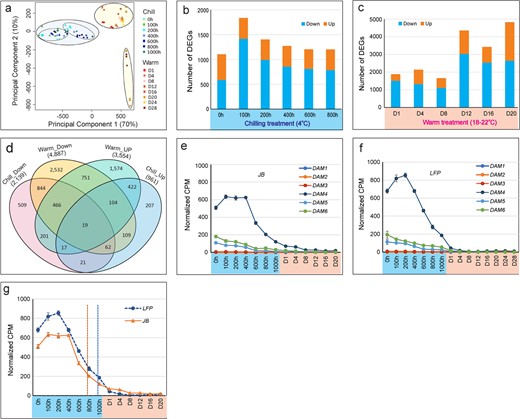 Changes in transcriptomic landscape between JB and LFP floral buds. (a) PCA showing the transcriptomic relationships. (b-c) Number of differentially expressed genes (DEG) (Down, down-regulated, and Up, up-regulated) in LFP compared to JB floral buds during chilling (b) and warm (c) treatments. (d-f) Altered expression amplitude and trajectory of DAM4 in JB and LFP flower buds.