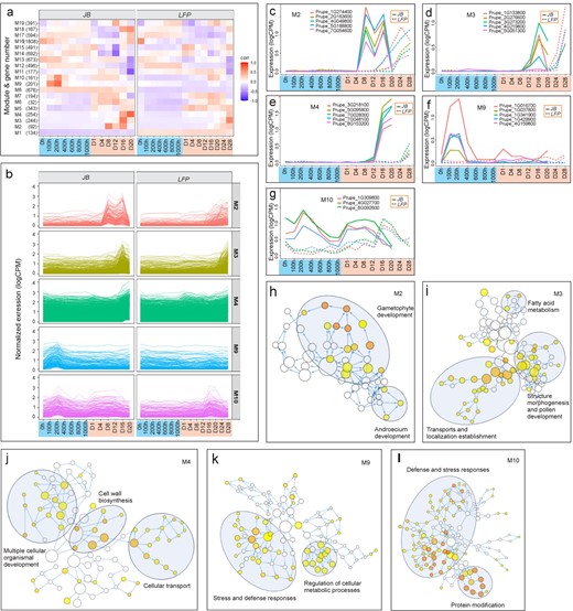 Differential regulation of co-expression modules in JB and LFP floral buds. (a) 19 co-expression modules, numbers of DEGs in each module and their differential regulation in JB and LFP floral buds. (b) Differential regulation M2, M3, M4, M9 and M10 modules in JB (left panels) and LFP (right panels) flower buds, respectively. (c-g) Detailed analysis of expression trajectory of representative genes from M2 (c), M3 (d), M4 (e), M9 (f) and M10 (g) modules, respectively. (h-l) Enriched GO networks for five modules M2 (h), M3 (i), M4 (j), M9 (k) and M10 (l), respectively. Nodes represent individual GO terms, and node color indicates the p-value. General GO categories for nodes are labeled with ovals.