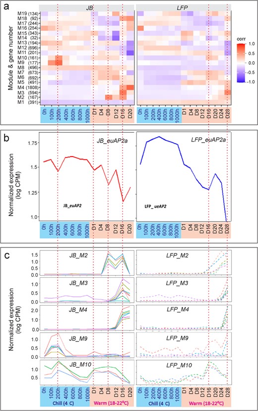 Mutation in euAP2 erased its stage-specific transient downregulation trajectory and corresponding activation of five co-expression modules in LFP flower buds. (a) Association of the stage-specific dip in euAP2 transcript abundance (bottom panels) with increasing heat map intensity/expression level of co-expression modules (top panels) in JB (left panel) or association of the loss of stage-specific down-regulation pattern of euAP2 with lost or decreasing heat map intensity/expression level of co-expression modules in LFP (right panel) floral buds. (b-c) Plots of expression of representative genes from five responsive M2, M3, M4, M9 and M10 modules along 13 stages in JB (b) and LFP (c) floral buds, and their differential transcriptional activation response to changes in the euAP2astage-specific expression trajectory in LFP flowers.