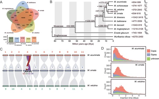 Comparative analysis of gene families between the genomes of Mo, Mv, and other species. A The shared and unique gene families among the five genomes of Musa. B Divergence time of 10 species based on 2641 single-copy nuclear genes. The numbers near nodes and species names indicate gene families that have expanded (+) or contracted (−). The fruit sketches indicate the dehiscence or indehiscence of pericarps when mature. C Genome synteny plot. b3, b4, b5, and b6 indicate large blocks with structural variation. D LTR insertion time (bin width = 0.1).