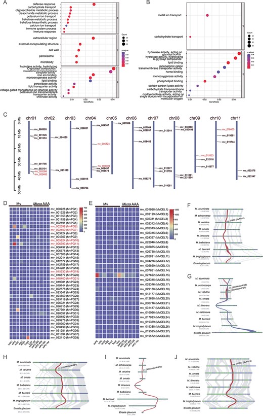 A and B GO enrichment of upregulated genes in pericarps and sarcocarps, respectively. C The location of PG genes on Mv chromosomes. D The expression levels of PG genes in different tissues of Mv and Musa spp. AAA. E The expression levels of CEL genes in different tissues of Mv and Musa spp. AAA. F–J Microsynteny of significantly upregulated PG genes across different Musaceae species. BP, biological process; CC, cellular component; imPC: immature pericarps; imPC-0d: immature pericarps from fruits just emerging from the bunch; imPC-35d: immature pericarps from 35-day-old fruits; imPC-60d: immature pericarps from 60-day-old fruits; imSC: immature sarcocarps; MF, molecular function; mPC: mature pericarps; mPC-GM: mature pericarps from green-matured fruits; mPC-YM: mature pericarps from yellow-matured fruits (6 days after ethylene treatment); mSC: mature sarcocarps.