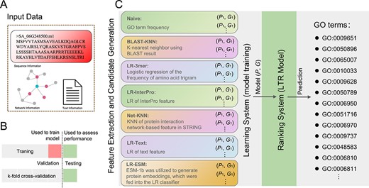 Workflow of the NetGO 3.0 framework. A Input data types. B Training set, test set, and cross-validation process. C Model training, model ranking, and GO term prediction. LR denotes logistic regression, KNN denotes k-nearest neighbor, and LTR denotes learning to rank.