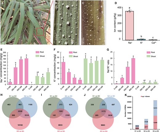 Features of salt glands and identification of DEGs in S. alterniflora under salt stress. A Coastal salt marsh environment with S. alterniflora. Scale bar = 0.5 cm. B, C Representative images of leaf (B) and stem (C) of S. alterniflora in coastal salt marshes. Scale bars in B and C are 0.5 cm and 100 mm, respectively. D Leaf surface exudate composition from plants grown in a coastal salt marsh. E–G Root and shoot Na+ (E) and K+ (F) contents and Na+/K+ ratios (G) in S. alterniflora seedlings (n = 5). Values are mean ± standard deviation. Different letters indicate significant differences at P < 0.05 (Duncan’s multiple range test). H–J Unique and overlapping (H) DEGs, (I) upregulated DEGs, and (J) downregulated DEGs among three NaCl treatments compared with the 0 mM NaCl control. (J) Summary of up- and downregulated DEGs after treatment with each salt concentration.