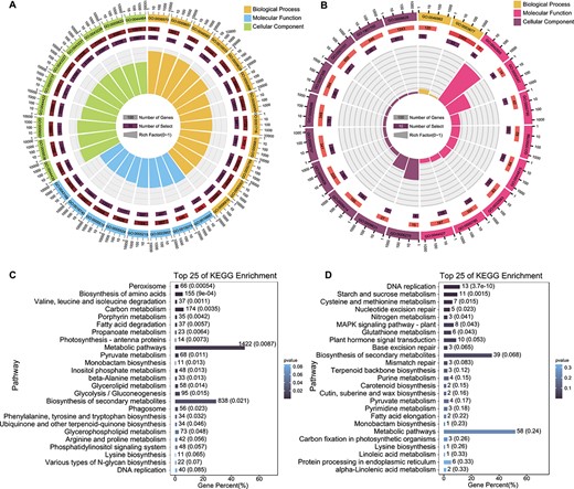 Functional enrichment analyses of DEGs in response to salt stress. A, B GO enrichment analysis of DEGs in (A) S. alterniflora and (B) rice using NetGO 3.0. C, D KEGG enrichment analysis of DEGs in (C) S. alterniflora and (D) rice under salt stress, displaying the 25 most enriched biochemical pathways.