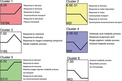 Trend analysis of DEGs. The 28 721 DEGs in S. alterniflora responding to salt treatment were clustered into nine profiles, the displayed profiles being the top six in terms of total number. Each row in the figure represents the clustering results for each NaCl concentration. Legends on the right indicate the GO enrichment results for the corresponding profiles. The number above the upper left of each box denotes different trend clusters. The number at the bottom of the box indicates the gene numbers enriched in this profile, and the number at the top of the box represents the P-value significance of the cluster. Different colors in clusters 1, 2, 4, and 5 denote significant expression patterns (P < 0.05).