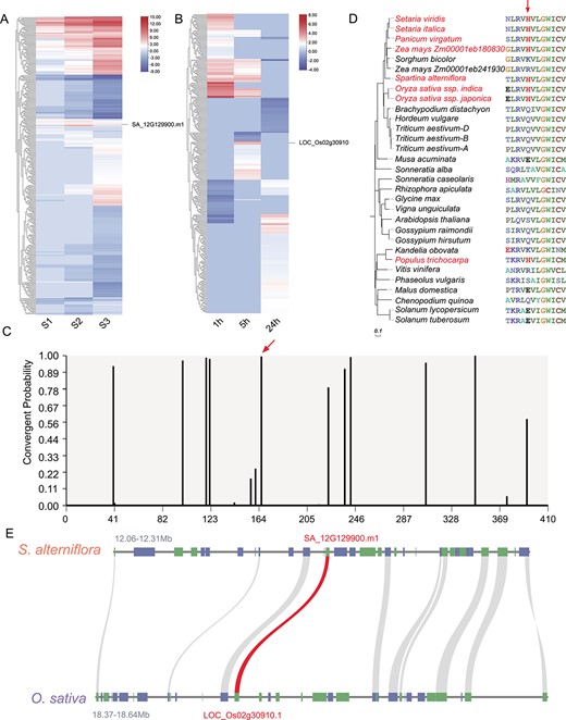 Convergent selection analysis of a SWEET protein in S. alterniflora and rice. A, B Expression patterns of orthologs in (A) S. alterniflora and (B) O. sativa. C Probability of convergent changes in the SWEET protein sequence between S. alterniflora and rice. The red arrow denotes the position in the protein sequence alignment where the divergence occurred (highlighted in red text). D Convergent amino acid change (from K/R/Q/E/V/L/T/S to H) in SWEET shared by different species (highlighted in red) at the position indicated by a red arrow. E Comparative genomic analysis of syntenic and conserved sequences in the 0.25/0.27-Mb region surrounding SA_12G129900.m1/LOC_Os02g30910.1 (red) in S. alterniflora and O. sativa ssp. japonica cv. ‘Nipponbare.’