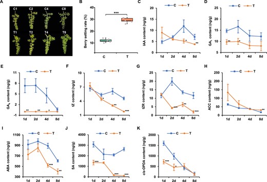 Dynamic changes of hormone content at four periods during fruit set. A Development and fruit set phenotype of ‘Kyoho’ grape berry at four periods after treatment. C, control, treated with distilled water; T, treatment, treated with CCPU; 1, 2, 4, and 8 days after treatment. B Statistic analysis of grape berry set rate. Berry set rate of grape was the ratio of berry number at 8 d after treatment of the same fruit string to berry number at 0 d. C–K Content analysis of endogenous phytohormones in grape berries. (C) IAA, auxin; (D and E) GA1 and GA4, gibberellin; (F) tZ, cytokinin trans-zeatin; (G) tZR, cytokinin precursor tZ-riboside; (H) ACC, ethylene precursor 1-aminocyclopropane-1-carboxylate; (I) ABA, abscisic acid; (J) SA, salicylic acid; (K) cis-OPDA, jasmonic acid precursor cis-(+)-12-oxo-phytodienoic acid. Data shown are means ± SD (*P < 0.05, **P < 0.01, ***P < 0.001, Student’s t-test).