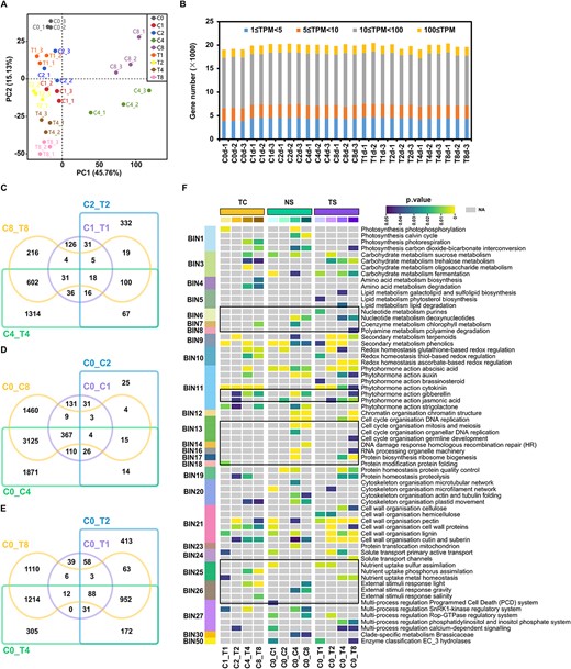 Global analysis of the grape berry transcriptomes and functional enrichment analysis of differentially expressed genes (DEGs). A Principal component analysis (PCA) of the transcriptomes of berries tissues. B Number of genes expressed in each sample with an average TPM ≥ 1. TPM, transcripts per million. 1, 2, and 3 represents three biological replicates. C Venn diagram of DEGs in T samples versus C samples at four periods of fruit set. D Venn diagram of DEGs at four periods of the natural fruit set. E Venn diagram of DEGs at four periods of CPPU-promoted fruit set. F Functional enrichment of DEGs of MapMan ontogeny groups. BIN, major functional category; C, control; T, CPPU treatment; 0, 1, 2, 4, and 8, days after treatment; TC, T samples versus C samples at the same period of the fruit set; NS, natural fruit set; TS, CPPU-induced fruit set. Enrichment scores (expressed as P value) for each BIN functional category is shown. Black boxes indicate significantly enriched BINs. NA, not available.