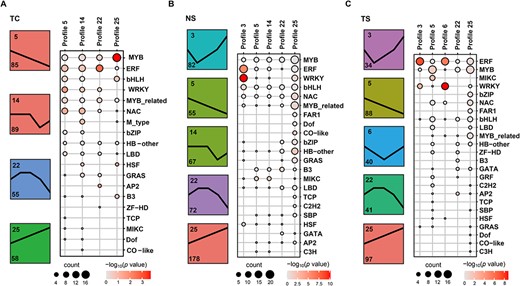 Expression profile analysis and family members of statistical analysis of differentially expressed transcription factors (DETFs) during fruit set. The number in the upper left corner of the colored box represents the profile name, and the number in the lower left corner represents the number of DETFs. The black line in the colored box represents the expression pattern of DETFs. Dot size represents DETFs number, and color scale represents -log10 (P value). TC, T samples compared to C samples at the same period; NS, natural fruit set; TS, CPPU-induced fruit set.