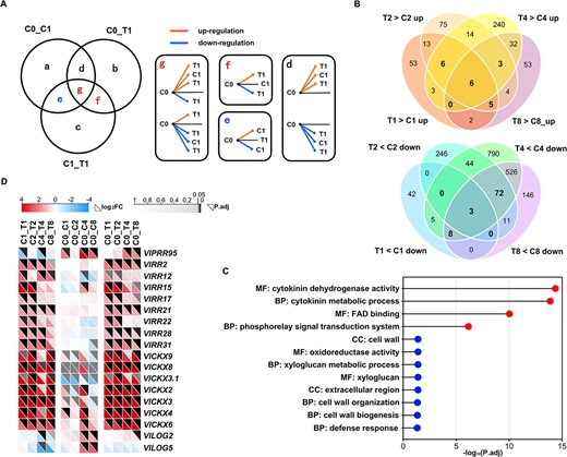 Identification and analysis of value differential expression genes (VDEGs) and dynamic expression patterns of cytokinin-related VDEGs during fruit set. A Schematic diagram of VDEGs identification. The genes of the Venn diagram were from the DEGs of C0_ C1, C0_T1, and C1_T1. The DEGs in overlap e, f, and g were identified as VDEGs. Lines inside the boxes represent possible expression levels of DEG in different samples. Oranges lines represent up-regulated expression and blue lines represent down-regulated expression. B Venn diagrams of up- and down-regulated VDEGs. T > C, the expression level of VDEGs were significantly higher in T than in C; T < C, the expression level of VDEGs were significantly higher in C than in T. C GO enrichment analyses of up- and down-regulated VDEGs common to at least three periods (bold numbers in B). The red and blue balls represent up- and down-regulated enrichment GO terms. The X-axis represents P. adjust value. D The expression levels of cytokinin-related VDEGs during fruit set.