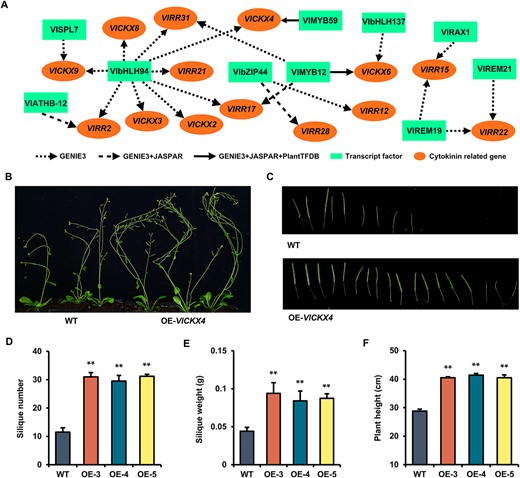 Regulatory network analysis of cytokinin-related VDEGs and DETFs and overexpression of VlCKX4 promoted fruit set. A Lines between orange spheres and green boxes indicate that TFs might regulate VDEGs. Dotted lines, regulatory relationships predicted by GENIE3; dashed lines, regulatory relationships predicted by GENIE3 and JASPAR; solid lines, regulatory relationships predicted by GENIE3, JASPAR, and PlantTFDB; orange spheres, cytokinin-related VDEGs; green boxes, DETFs. B and C Phenotypic of growth morphology (B) and siliques (C) of six-week-old overexpression (OE) VlCKX4 plants. WT plants acted as controls. D–F Silique number (D), silique weight (E), and plant height (F) in OE-VlCKX4 plants. Data shown are means ± SD (**P < 0.01, Student’s t-test).