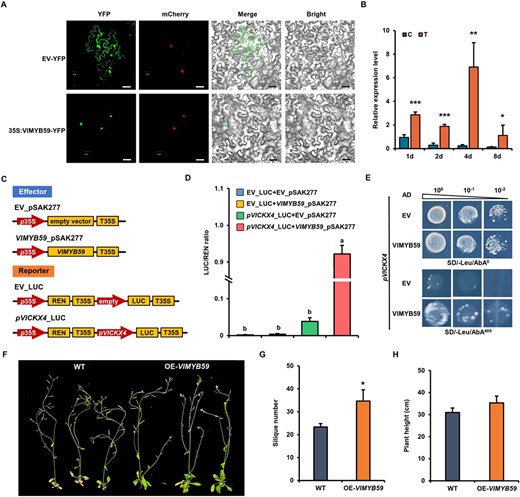 Transcript factor VlMYB59 activates VlCKX4 expression and promotes fruit set. A Subcellular localization of VlMYB59 in N. benthamiana leaves. EV-YFP, empty vector 101LYFP; 35S:VlMYB59-YFP, vector 101LYFP containing VlMYB59. Scale bars = 40 μm. B The expression level of VlMYB59 in grape fruit set. C, control, treated with distilled water; T, treatment, treated with CCPU; 1, 2, 4, and 8 d, days after treatment. Data shown are means ± SD (*P < 0.05, **P < 0.01, ***P < 0.001, Student’s t-test). C Schematic diagrams of the effectors and reporters used for the dual-luciferase assay. EV, empty vector. D Analysis of LUC/REN ratio in the dual luciferase assay. The EV_LUC + EV_pSAK277, EV_LUC + VlMYB59_pSAK277, and pVlCKX4_LUC + EV_pSAK277 were used as control. Data shown are means ± SD (P < 0.05, Duncan’s multiple range test). E VlMYB59 protein directly bound to VlCKX4 promoter. pVlCKX4, pAbAi vector containing the promoter of VlCKX4. AD-EV, empty vector used as the negative control; AD-VlMYB59, prey vector containing VlMYB59. SD/−Leu/AbA0, selective medium without Leu; SD/−Leu/AbA400, selective medium without Leu supplemented with AbA at the concentration of 400 ng mL−1. F Plant phenotype of six-week-old WT and OE-VlMYB59 plants. G and H Statistical analysis of siliques number (g) and plant height (h). Data shown are means ± SD (*P < 0.05, Student’s t-test).