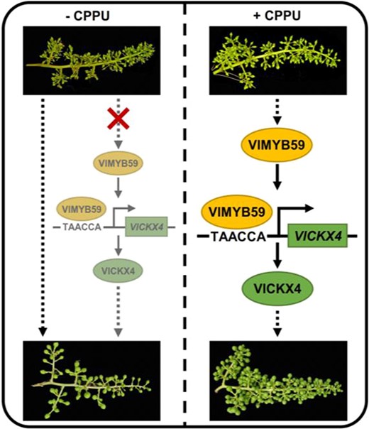 A proposed model of VlMYB59-VlCKX4 regulatory module function during CPPU-induced grape fruit set. Left, under normal development conditions, grapes undergo physiological berry abscission resulting in a low fruit set rate. Without CPPU treatment, the VlMYB59-VlCKX4 module-mediated pathway for regulating the fruit set is not activated. Right, CPPU treatment induces the VlMYB59 gene expression. The binding of the VlMYB59 transcription factor to the cis-acting element TAACCA on the VlCKX4 promoter positively regulates the VlCKX4 expression. Gene VlCKX4 acts as a positive regulatory factor to promote fruit set. Arrows represent a positive regulatory action of one component on another.