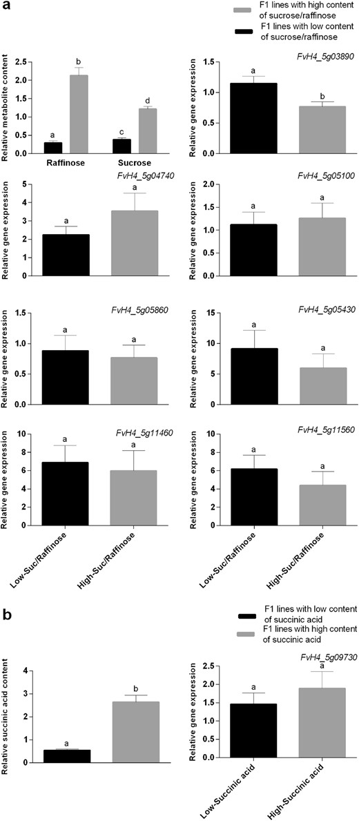 Expression by quantitative real-time PCR (qRT-PCR) of candidate genes for the major mQTL detected in LG V-4 for sucrose and raffinose (a), and succinic acid (b). a The first graph depicts average metabolite content in two pools of selected F1 lines contrasting in raffinose and sucrose content in the 2 years. Subsequent graphs show expression levels by qRT-PCR in selected pools for FvH4_5g03890: glucose-6-P 1-epimerase, FvH4_5g04740: UDP-glucose 4-epimerase, FvH4_5g05100: probable threhalose-phosphate synthase, FvH4_5g05430: triose phosphate translocator, FvH4_5g05860: galactinol-sucrose galactosyl-transferase-like, FvH4_5g11460: probable trehalase, FvH4_5g11560: bidirectional sugar transporter sweet4. b Average content of succinic acid in two pools of selected F1 lines contrasting in this metabolite in the 2 years and expression level of candidate gene FvH4_5g09730, succinate dehydrogenase assembly factor in selected pools. The bars represent the mean expression value of five lines with low (l-Suc/Raffinose; l-succinic acid) and five lines with high (H-Suc/Raffinose; H-succinic acid) content of sucrose/raffinose and succinic acid, respectively. Error bars indicate ± SE. Different letters indicate significant differences between pool of lines using t-Student significant difference test adjusted to 95% significance