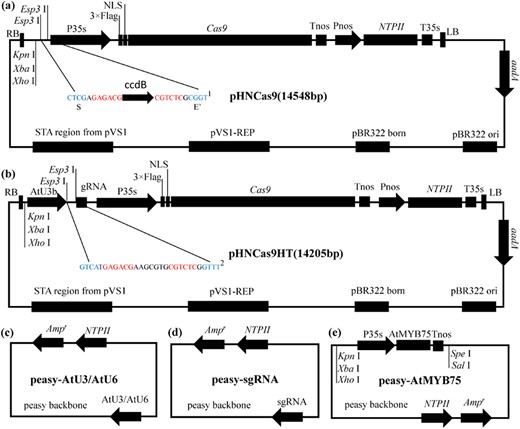 a Structure of the pHNCas9 binary vector is based on the pCAMBIA (Cambia, Canberra, Australia) backbone. NPT II encodes neomycin phosphotransferase II. NLS, nuclear localization sequence; 1and 2: Esp3 I restriction sites for cloning are shown in red, Esp3 I cutting sites (Golden Gate site) are shown in blue; S, Golden Gate Site S was used to link the TS′ site of the sgRNA expression cassettes to the pHNCas9 binary vector. E′: Golden Gate Site E′ was used to link the TE site of the sgRNA expression cassettes to the pHNCas9 binary vector. The ccdB: toxic ccdB gene (a negative selectable marker). b Structures of the pHNCas9HT binary vector based on the pHNCas9. pHNCas9HT already contains a sgRNA expression cassette driven by AtU3b. We designed two Esp3 I restriction sites between AtU3d and sgRNA. c Overall structures of pEASY-AtU3b, pEASY-AtU3d, pEASY-AtU6-1, pEASY-AtU6-26, and pEASY-AtU6-29. d Structure of the pEASY-sgRNA vectors. e Structure of the pEASY-OEAtMYB75 vectors