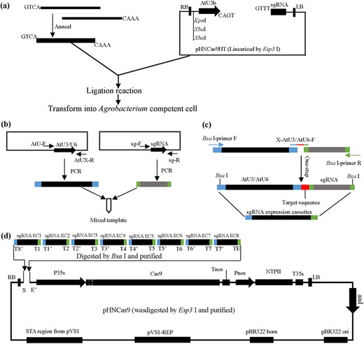 a Cloning of single target site in the pHNCas9HT and transformation in Agrobacterium competent cells. pHNCas9HT were digested by Esp3 I and purified. b Preparation of mixture of templates for AtU3b-sgRNA, AtU3d-sgRNA, AtU6-1-sgRNA, AtU6-26-sgRNA, and AtU6-29-sgRNA (all at 1 ng/µl). AtU-F is a universal primer for the five AtU promoters. AtUX designates specific primers for AtU3b-R, AtU3d-R, AtU6-1-R, AtU6-26-R, and AtU6-29-R, respectively. c The sgRNA expression cassettes with target site were generated by one-step PCR in one pot. d Assemble multiple sgRNA expression cassettes in pHNCas9. The pHNCas9 was digested by Esp3 I and purified