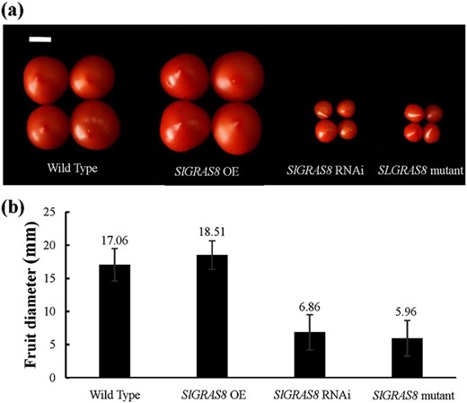 a Fruit from wild-type tomato and from plants in which SlGRAS8 is overexpressed, silenced with RNAi, and genome edited. The phenotype of the mutant lines is consistent with that of the RNAi lines. Their fruit size is significantly smaller than the wild-type plant and SlGRAS8 overexpression lines. b Fruit diameter statistics. SlGRAS8 mutant and RNAi line's fruit diameter are significantly smaller than wild-type plant and SlGRAS8 overexpression lines. The length of the white scale bar is 1 cm