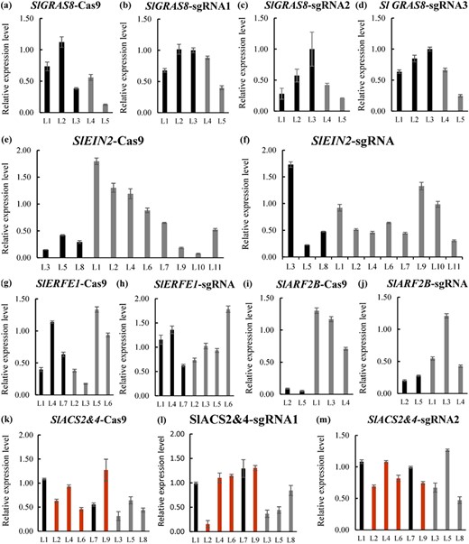 Expression of transgenic transcripts relative to endogenous SlActin transcripts analyzed by quantitative PCR. Relative expression levels are shown for aCas9 driven by 35S promoter in SlGRAS8 CRISPR lines, bSlGRAS8-sgRNA1 driven by the AtU3b promoter. cSlGRAS8-sgRNA2 driven by the AtU3d promoter. dSlGRAS8-sgRNA3 driven by AtU6-29 promoter. eCas9 driven by 35S promoter in of SlEIN2 CRISPR lines. fSlEIN2-sgRNA driven by the AtU3b promoter. gCas9 driven by 35S promoter in of SlERF.E1 CRISPR lines. hSlERF.E1-sgRNA driven by the AtU3b promoter. iCas9 driven by 35S promoter in of SlARF2B CRISPR lines. jSlARF2B-sgRNA driven by the AtU3b promoter. kCas9 driven by 35S promoter in of SlACS2&4 CRISPR lines. lSlACS2&4-sgRNA1 driven by the AtU3b promoter. mSlACS2&4-sgRNA2 driven by the AtU3b promoter. Gray columns correspond to lines that have not detected mutations. Black columns correspond to lines that with mutations. Red columns correspond lines with double gene mutation