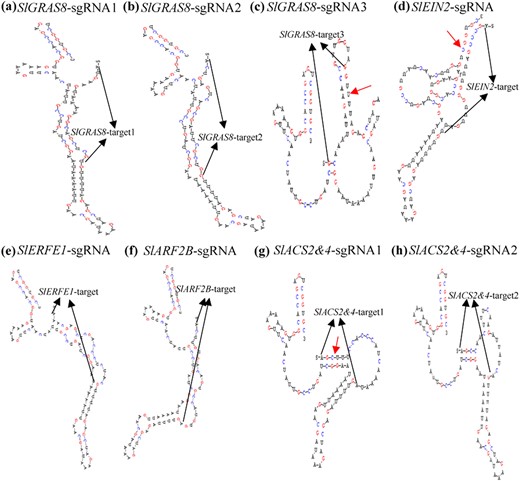 The secondary structures were analyzed using DNAMAN soft. The sequence between the black arrows is the target site. Target pairing with sgRNA sequence 6 or more bp continuouly complementary is indicated by red arrows. The sgRNA sequences generated by our primer design aid. a The secondary structures of SlGRAS8-sgRNA1. b The secondary structures of SlGRAS8-sgRNA2. c The secondary structures of SlGRAS8-sgRNA3. d The secondary structures of SlEIN2-sgRNA. e The secondary structures of SlERFE1-sgRNA. f The secondary structures of SlARF2B-sgRNA. g The secondary structures of SlACS2&4-sgRNA1. h The secondary structures of SlACS2&4-sgRNA2
