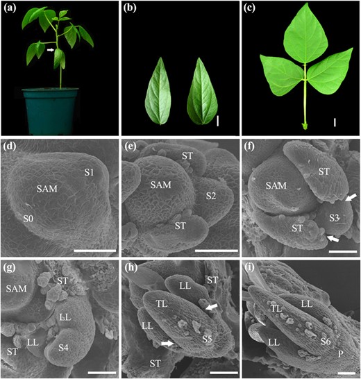 a Whole plant morphology of mungbean. The arrow indicates the opposite juvenile leaves at the first node. b A pair of juvenile leaves of mungbean. c Adult compound leaf of mungbean. d–i SEM analysis of compound leaf development. d Sites of the incipient leaf primordia were specified at the periphery of the SAM at S0. At S1, a common leaf primordium was initiated as a strip of cells outgrowing along the periphery of SAM. e A pair of stipule primordia (ST) was initiated from the proximal end of the common leaf primordium at S2. f At S3, the boundaries (arrows) between the stipule and lateral leaflet primordia were formed. g At S4, a pair of lateral leaflet primordia (LL) emerged between the stipule and common leaf primordium. h At S5, the common leaf primordium differentiated into a terminal leaflet primordium (TL) as indicated by development of trichomes from the abaxial surface. Boundaries (arrows) were formed between the lateral and terminal leaflet primordia. i At S6, the leaflet primordia folded as a result of outgrowth of the abaxial surface, and the region between the stipule and lateral leaflet primordia expanded to form a petiole (P). Trichomes developed from the abaxial surface of both the stipule and lateral leaflet primordia. b, c Scale bars = 1 cm; d–i Scale bars = 50 μm