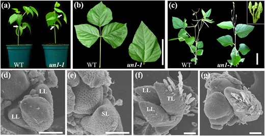 a Wild-type mungbean (left) and un1-1 mutant (right) exhibiting compound and simple leaf forms, respectively. Arrows indicate the opposite juvenile leaves at the first node in the wild type and at the first and second nodes in the un1-1 mutant. b Close-up views of the adult leaves of the wild type (left) and un1-1 mutant (right). c Morphology of a mature un1-1 mutant (right), exhibiting simple leaf and floral homeotic phenotypes compared to the wild type (left). The inset has a close-up view of the inflorescence of the un1-1 mutant. d, f Leaf development of wild type at S4 and S6. e, h Leaf development of un1-1 at S4 and S6. The lateral leaflet primordia did not form at the proximal end of the common leaf primordium. LL lateral leaflet, TL terminal leaflet, SL single leaflet. b–c Scale bars = 10 cm; d–f 50 μm indicated
