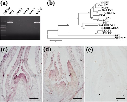 a PCR amplification of the VrLFY gene from wild-type mungbean and un mutants (WT, un1-1, un1-2, un1-3, and un1-4). Deletions were detected as no product on attempted amplification of the VrLFY gene from three mutant alleles. b Phylogenetic analysis of VrLFY and its putative orthologs: VaLFY of V. angularis, PvLFY of Phaseolus vulgaris, GmLFY1 and GmLFY2 of soybean, PFM of L. japonicas, UNI of pea, SGL1 of M. truncatula, VFL of Vitis vinifera, FALSIFLORA of tomato, FLORICAULA of snapdragon, LEAFY of Arabidopsis, ChLFY of C. hirsute, RFL of rice and NEEDLY of Pinus radiata. Bootstrap supports above 50 % from 1000 replicates are shown. c, dVrLFY gene expression was detected in SAM and developing leaf primordia. e The VrLFY sense probes were used as a negative control, and no hybridization signal was detected in SAM and leaf primordia. Scale bars = 100 μm