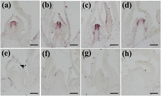 RNA in situ hybridization analysis of aVradi07g26830, bVradi10g07810, cVradi06g03570, and dVradi06g14320 in the vegetative apices of mungbean. No expression was detected using the control sense probes of eVradi07g26830, fVradi10g07810, gVradi06g03570, and hVradi06g14320. Scale bars = 100 μm