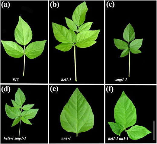 Compound leaf phenotype of the wild type and mutants. a–f Mature compound leaves of a WT, bhel1-1, csmp1-1, dhel1-1 smp1-1, eun1-1, and fhel1-1 un1-1 mutants (all in the Sulu ecotype). Leaves of the hel1-1 un1-1 double mutants exhibited three leaflets with short petioles. The hel1-1 smp1-1 double mutants were heptafoliate leaves of small size, indicating an epistatic interaction between hel1 and smp1 in the control of leaflet number. Scale bars = 10 cm