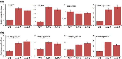 qRT-PCR analysis of gene expression relative to that of the mungbean TUB gene. The level of transcripts was examined in the shoot apices of mutants compared with wild-type plants 2 weeks after seed germination. Bars represent means ± SEs (n = 3). Vradi07g26830 is a KNOXM gene. Vradi07g26830, Vradi10g07810, Vradi06g03570, and Vradi06g14320 are STM/BP-like KNOXI genes