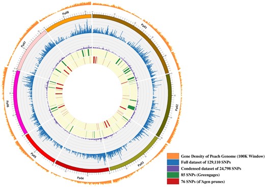 The number of genes in the peach reference genome and the SNPs analyzed in the datasets were calculated per 100 kb genomic intervals. Peach pseudochromosomes are labeled as Pp01 to Pp08 and shown in different colors. Scale of pseudochromosome sizes is in Mb. A small subset of SNPs that were found to be differentiating between Greengage (green) and d'Agen plum (red) types are also shown