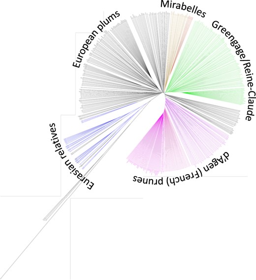 Dendrogram was generated using UPGMA clustering method on dissimilarity matrix computed for 405 accessions and 103,382 nuclear markers. A high-resolution version of the dendrogram is available as Figure S1. Branches are shown in ascending order based on pairwise distances. Different Prunus species and pomological groups are labeled and defined by colors—P. cerasifera and tetraploid P. spinosa (blue), European plums (black), mirabelles (brown), greengages (green) an d'Agen prunes (fuchsia). More intensive colors are shown for varieties with morphological traits that are more typical for the pomological group and likely represent the “core” germplasm