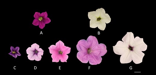 aP. integrifolia. bP. axillaris. c IA498. d IA73. e IA409. f IA352. g IA403. Scale bar = 1 cm