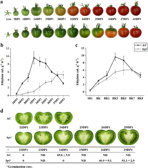 a Upper and lower rows of pictures represent fruits throughout fruit development for AC and the hp1 mutant, respectively. b, c Ethylene production of AC and hp1 fruits based on 1 cm or breaker (BK) stage, respectively. DP1, days post 1 cm fruit. d Cross-sectioned AC and hp1 fruits at different developmental stages and germination rates of seeds isolated from the corresponding fruits. Error bars indicate standard error.