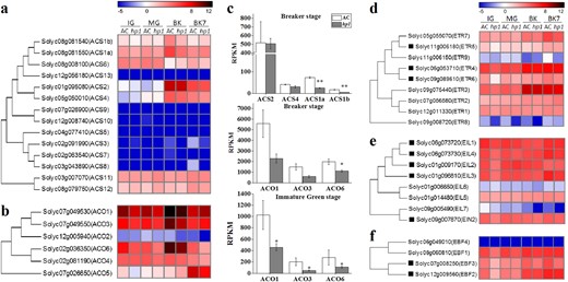 a, b Phylogenetic tree and expression heatmap of ethylene biosynthesis genes. c. Expression of ACS1a, ACS1b, ACS2, ACS4, ACO1, ACO3, and ACO6 at the breaker (BK) or immature green (IG) stage. *0.01 < P < 0.05. **P < 0.01. d–f Phylogenetic tree and expression heatmap of ethylene receptor genes (d), ethylene insensitive 3 (EIN3) transcription factors homologous (e), and EIN3 binding F-box genes (f). Genes marked with black rectangle are downregulated in hp1 at the IG stage. Error bars indicate standard error