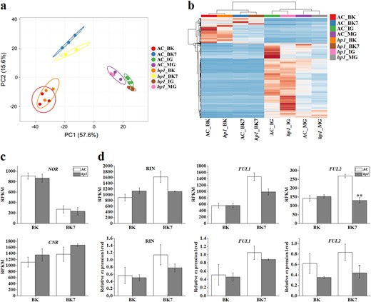 a PCA analysis of AC and hp1 fruit samples using expression data (RPKM) of ripening-associated genes. b Heatmap analysis of AC and hp1 fruit samples using expression data (RPKM) of ripening-associated genes. c Expression (RPKM) of NOR and CNR at BK and BK + 7 stages. d Expression (RPKM) and relative expression levels of RIN, FUL1 and FUL2 at BK and BK + 7 stages determined by RNA-Seq (upper panel) and qRT-PCR (lower panel), respectively. *0.01 < P < 0.05, **P < 0.01. Error bars indicate standard error