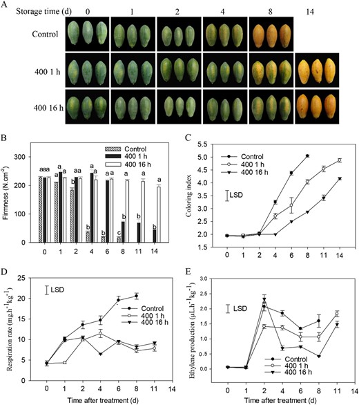 a 1-MCP-treated papaya fruits during storage. b Changes in fruit firmness. c Changes in coloring index. d and e Fruit respiration rate and ethylene production; for 400 16 h, the fruits were fumigated with 400 nL L−1of 1-MCP for 16 h followed by 1000 μL L−1 ethephon treatment. For 400 1 h, fruits were fumigated with 400 nL L−1 of 1-MCP for 1 h followed by 1000 μL L−1 ethephon treatment. The control fruits were sealed in a foam box for 16 h without 1-MCP and then treated with 1000 μL L−1 ethephon for 1 min. A total of three biological replicates were analyzed, and the vertical bars indicate the SE. Different letters above the bars represent a significant difference at the 5% level between treatments. The LSD at P = 0.05 was calculated to compare the differences between the means of various treatments