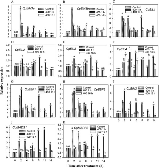 Expression patterns of CpEIN3a/ba–b, CpEIL1/2/3/4c–f, CpEBF1/2g–h, CpEIN2I, and CpMAD1/3j–k after 1-MCP treatment. The expression data at different time points are relative to that of 0 d (untreated fruit), which was set as 1. The data represent the means of three biological replicates (mean ± SD). Different letters between treatments indicate a 5% level of significant difference