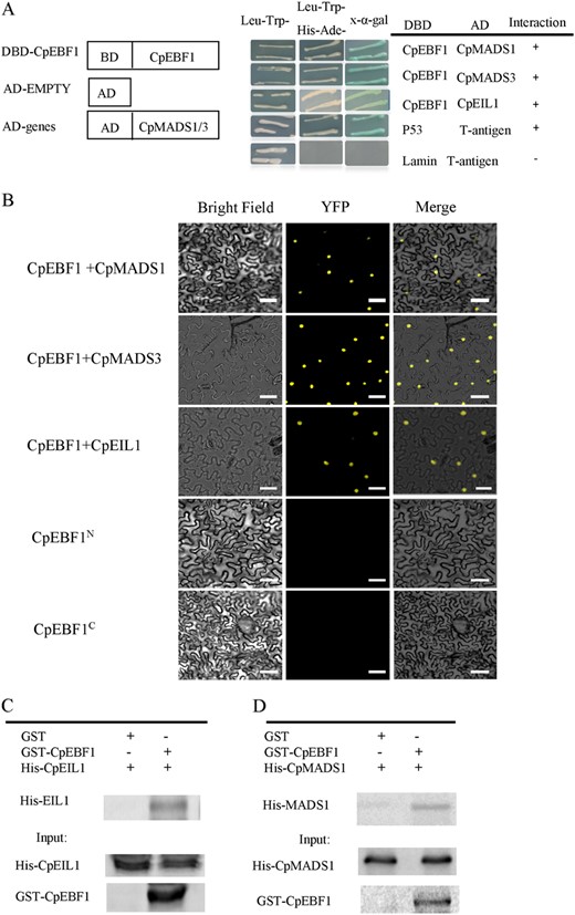 a CpEBF1 interacts with the CpMADS1/3 and CpEIL1 proteins as detected using Y2H. CpEBF1 was ligated into the pGBKT7 vector. The CpEBF1 recombinant protein was used as a bait to capture the interaction proteins from the cDNA library. CpMADS1/3 and CpEIL1 were used as prey proteins. Full-length CpMADS1/3 and CpEIL1 were each cloned into pGADT7. The Y2H yeast strains were co-transformed with CpEBF1 + CpMADS1/3 or CpEBF1 + CpEIL1. pGBKT7-53 + pGADT7-T or pGBKT7-lam + pGADT7-T was used as a positive or negative control. Synthetic dropout (SD) medium lacking Trp, Leu, His, and Ade was used for growing the yeast. Blue plaques indicate interactions between two proteins in the presence of chromogenic substrate X-α-gal; b BiFC shows the interaction between CpEBF1 with MADS1/3 and CpEIL1 in tobacco leaf epidermal cells. CpEBF1, CpMADS1/3, and CpEIL1 were fused with the N and C termini of YFP. CpEBF1 with either N or C-terminal alone and was used as the negative control. Bars = 50 μM. c and d The protein interactions were analyzed using a GST pull-down assay. Recombinant GST-tagged CpEBF1 and His-tagged CpMADS1 and CpEIL1 proteins were produced. GST- and His-antibodies were used for western blot analysis. The bands detected by the GST antibody in the pull-down protein sample represent the interacting proteins