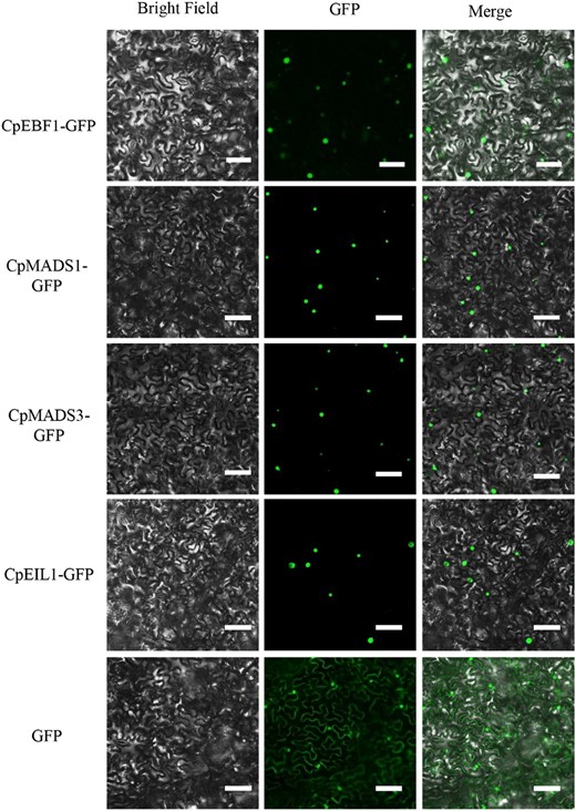 All of the pENTR vectors were incubated with the pGWB5 vector together with LR clonase (Invitrogen), resulting in CpEBF1-GFP, CpMADS1/3-GFP, and CpEIL1-GFP fusion proteins. Leaves from 3- to 5-week-old Nicotiana benthamiana plants were infiltrated with GV3101 strains containing the pGWB5 recombinant vector. An empty pGWB5 vector that carries free GFP was used as the control. All the fluorescence microscopy observation assays were repeated at least thrice. Bars = 50 μM