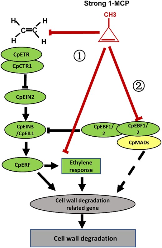 Fruit softening is due to the different effects of ethylene activity. Ethylene responses play a major role in fruit softening. Several elements in the ethylene signal transduction pathway can act directly on cell wall degradation-related genes, such as ERFs and EBFs, triggering fruit cell wall degradation. The failure of fruit softening may be due to the severe inhibition of CpEBF1 and CpMADS1/3 expression by unsuitable 1-MCP treatment (400 nL L−1, 16 h). First, unsuitable 1-MCP treatment severely inhibits ethylene production and the expression of most genes in the ethylene signal transduction pathway, which significantly reduces ethylene responses and the ethylene effect on fruit ripening and softening. Second, unsuitable 1-MCP treatment completely inhibits the expression of CpEBF1 and CpMADS1/3, which may also reduce the interaction between CpMADS1/3 and CpEBF1, thereby preventing the direct activation of fruit softening genes and enzyme activities