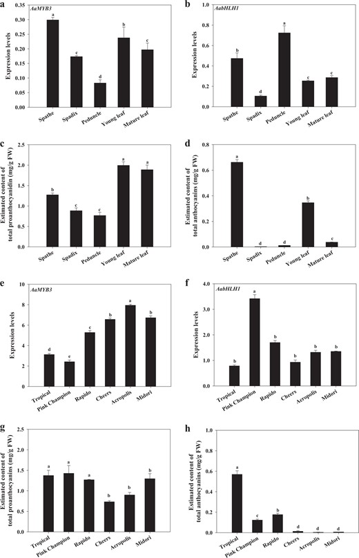 The expression of AaMYB3 (a) and AabHLH1 (b), the content of total proanthocyanidins (c) and anthocyanins (d) in various tissues of the cultivar “Tropical”; The expression level of AaMYB3 (e) and AabHLH1 (f), the content of total proanthocyanidins (g) and anthocyanins (h) in the spathes of different cultivars with various color phenotypes. The data were presented as the mean ± SD (n = 3). Values with different letters are significantly different according to Duncan's multiple range tests at the 5% level