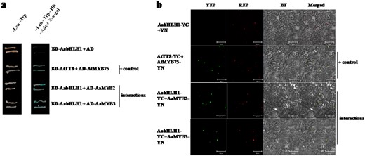 a Y2HGold yeast cells containing plasmids pGADT7 + pGBK-AabHLH1, pGAD-AaMYB2 + pGBK-AabHLH1 or pGAD-AaMYB3 + pGBK-AabHLH1were grown on double- and quadruple-selection media, and pGAD-AtMYB75 + pGBK-AtTT8 was used as the positive control. The X-α-gal assay was performed to confirm the positive interactions. b Bimolecular fluorescence complementation visualization of the AabHLH1 and AaMYB2 and AaMYB3 interaction in the N. benthamiana leaf epidermal cells. The AtMYB75-AtTT8 interaction was used as a positive control. YFP yellow fluorescent protein field, RFP red fluorescent protein, which indicated the nuclear localization of Arabidopsis SR45; BF bright field. Merged, overlay of the YFP, RFP, and BF field. Bars, 100 μm
