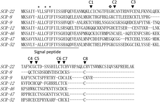 Gaps were introduced to optimize the alignment. Asterisks indicate nonconserved amino acids in the putative signal peptides of SCR-22. Black arrowheads indicate the eight conserved cysteine residues. The white arrow indicates the conserved glycine residue